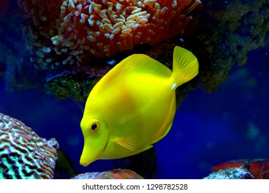 Zebrasoma is a genus of surgeonfishes native to the Indian and Pacific Oceans. They have disc-shaped bodies and sail-like fins