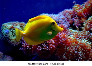 Zebrasoma is a genus of surgeonfishes native to the Indian and Pacific Oceans. They have disc-shaped bodies and sail-like fins