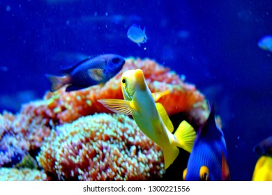 Zebrasoma is a genus of surgeonfishes native to the Indian and Pacific Oceans. They have disc-shaped bodies and sail-like fins