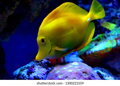 Zebrasoma is a genus of surgeonfishes native to the Indian and Pacific Oceans. They have disc-shaped bodies and sail-like fins