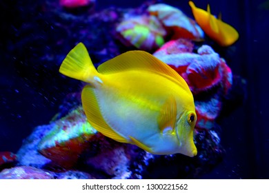 Zebrasoma is a genus of surgeonfishes native to the Indian and Pacific Oceans. They have disc-shaped bodies and sail-like fins