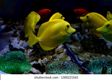 Zebrasoma is a genus of surgeonfishes native to the Indian and Pacific Oceans. They have disc-shaped bodies and sail-like fins
