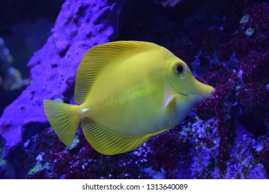 Zebrasoma is a genus of surgeonfishes native to the Indian and Pacific Oceans. They have disc-shaped bodies and sail-like fins