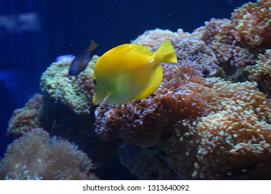 Zebrasoma is a genus of surgeonfishes native to the Indian and Pacific Oceans. They have disc-shaped bodies and sail-like fins