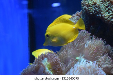 Zebrasoma is a genus of surgeonfishes native to the Indian and Pacific Oceans. They have disc-shaped bodies and sail-like fins