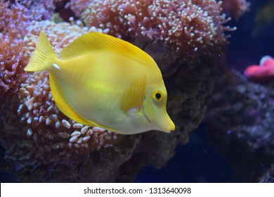 Zebrasoma is a genus of surgeonfishes native to the Indian and Pacific Oceans. They have disc-shaped bodies and sail-like fins