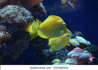Zebrasoma is a genus of surgeonfishes native to the Indian and Pacific Oceans. They have disc-shaped bodies and sail-like fins