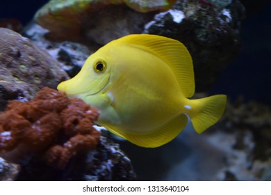 Zebrasoma is a genus of surgeonfishes native to the Indian and Pacific Oceans. They have disc-shaped bodies and sail-like fins