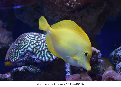Zebrasoma is a genus of surgeonfishes native to the Indian and Pacific Oceans. They have disc-shaped bodies and sail-like fins