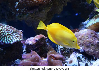Zebrasoma is a genus of surgeonfishes native to the Indian and Pacific Oceans. They have disc-shaped bodies and sail-like fins