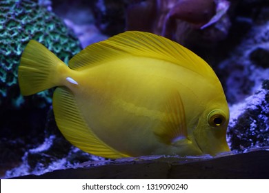 Zebrasoma is a genus of surgeonfishes native to the Indian and Pacific Oceans. They have disc-shaped bodies and sail-like fins