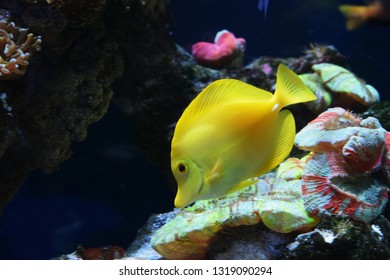 Zebrasoma is a genus of surgeonfishes native to the Indian and Pacific Oceans. They have disc-shaped bodies and sail-like fins