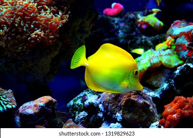 Zebrasoma is a genus of surgeonfishes native to the Indian and Pacific Oceans. They have disc-shaped bodies and sail-like fins