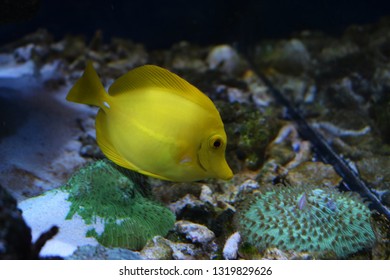 Zebrasoma is a genus of surgeonfishes native to the Indian and Pacific Oceans. They have disc-shaped bodies and sail-like fins