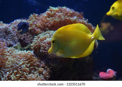Zebrasoma is a genus of surgeonfishes native to the Indian and Pacific Oceans. They have disc-shaped bodies and sail-like fins