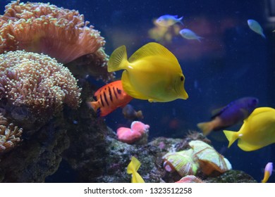 Zebrasoma is a genus of surgeonfishes native to the Indian and Pacific Oceans. They have disc-shaped bodies and sail-like fins