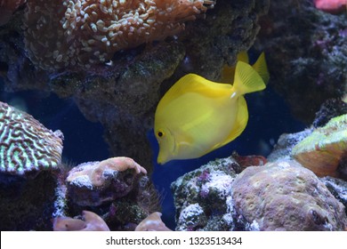 Zebrasoma is a genus of surgeonfishes native to the Indian and Pacific Oceans. They have disc-shaped bodies and sail-like fins