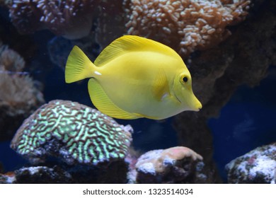 Zebrasoma is a genus of surgeonfishes native to the Indian and Pacific Oceans. They have disc-shaped bodies and sail-like fins