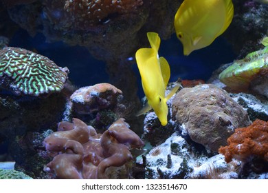Zebrasoma is a genus of surgeonfishes native to the Indian and Pacific Oceans. They have disc-shaped bodies and sail-like fins