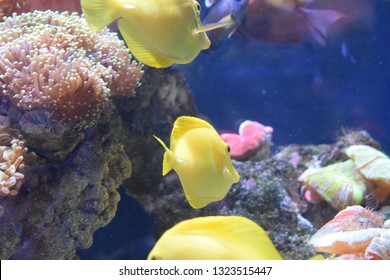 Zebrasoma is a genus of surgeonfishes native to the Indian and Pacific Oceans. They have disc-shaped bodies and sail-like fins