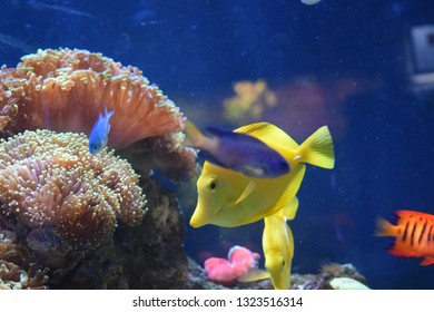 Zebrasoma is a genus of surgeonfishes native to the Indian and Pacific Oceans. They have disc-shaped bodies and sail-like fins