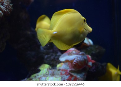 Zebrasoma is a genus of surgeonfishes native to the Indian and Pacific Oceans. They have disc-shaped bodies and sail-like fins