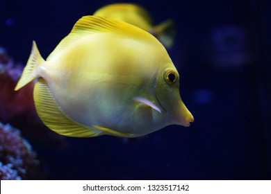 Zebrasoma is a genus of surgeonfishes native to the Indian and Pacific Oceans. They have disc-shaped bodies and sail-like fins