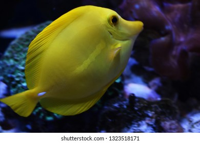 Zebrasoma is a genus of surgeonfishes native to the Indian and Pacific Oceans. They have disc-shaped bodies and sail-like fins