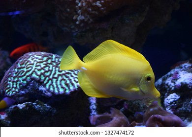 Zebrasoma is a genus of surgeonfishes native to the Indian and Pacific Oceans. They have disc-shaped bodies and sail-like fins