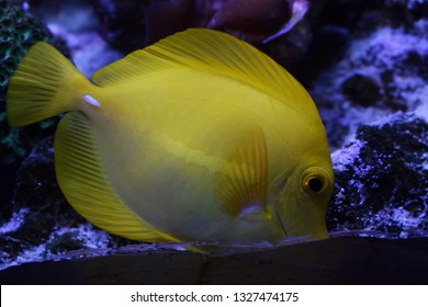 Zebrasoma is a genus of surgeonfishes native to the Indian and Pacific Oceans. They have disc-shaped bodies and sail-like fins