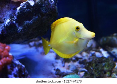 Zebrasoma is a genus of surgeonfishes native to the Indian and Pacific Oceans. They have disc-shaped bodies and sail-like fins