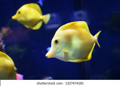 Zebrasoma is a genus of surgeonfishes native to the Indian and Pacific Oceans. They have disc-shaped bodies and sail-like fins