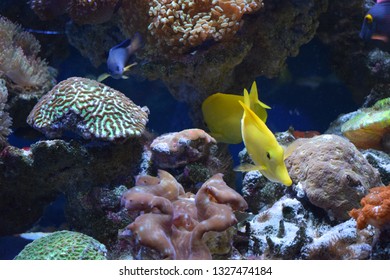 Zebrasoma is a genus of surgeonfishes native to the Indian and Pacific Oceans. They have disc-shaped bodies and sail-like fins