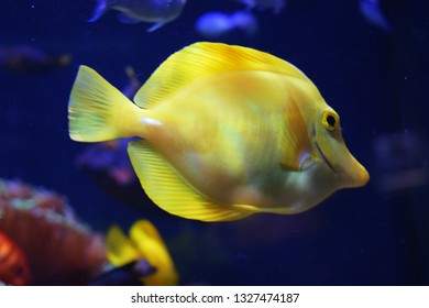 Zebrasoma is a genus of surgeonfishes native to the Indian and Pacific Oceans. They have disc-shaped bodies and sail-like fins