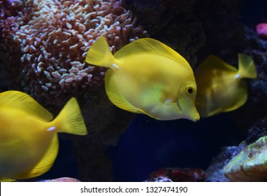 Zebrasoma is a genus of surgeonfishes native to the Indian and Pacific Oceans. They have disc-shaped bodies and sail-like fins