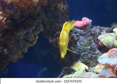 Zebrasoma is a genus of surgeonfishes native to the Indian and Pacific Oceans. They have disc-shaped bodies and sail-like fins