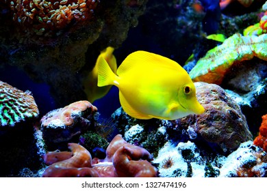 Zebrasoma is a genus of surgeonfishes native to the Indian and Pacific Oceans. They have disc-shaped bodies and sail-like fins