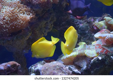 Zebrasoma is a genus of surgeonfishes native to the Indian and Pacific Oceans. They have disc-shaped bodies and sail-like fins