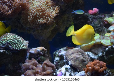Zebrasoma is a genus of surgeonfishes native to the Indian and Pacific Oceans. They have disc-shaped bodies and sail-like fins