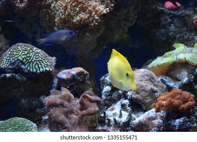 Zebrasoma is a genus of surgeonfishes native to the Indian and Pacific Oceans. They have disc-shaped bodies and sail-like fins