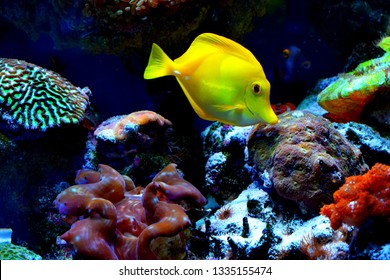 Zebrasoma is a genus of surgeonfishes native to the Indian and Pacific Oceans. They have disc-shaped bodies and sail-like fins