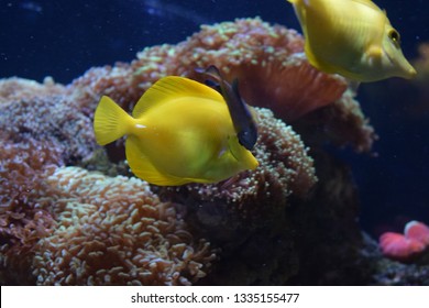 Zebrasoma is a genus of surgeonfishes native to the Indian and Pacific Oceans. They have disc-shaped bodies and sail-like fins