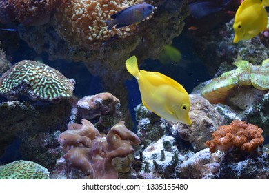 Zebrasoma is a genus of surgeonfishes native to the Indian and Pacific Oceans. They have disc-shaped bodies and sail-like fins