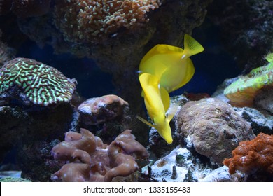 Zebrasoma is a genus of surgeonfishes native to the Indian and Pacific Oceans. They have disc-shaped bodies and sail-like fins