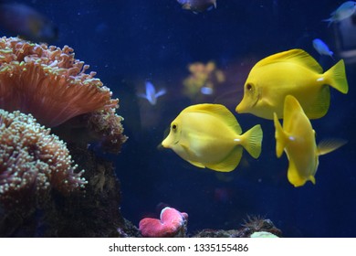 Zebrasoma is a genus of surgeonfishes native to the Indian and Pacific Oceans. They have disc-shaped bodies and sail-like fins