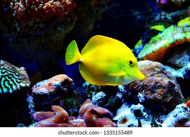 Zebrasoma is a genus of surgeonfishes native to the Indian and Pacific Oceans. They have disc-shaped bodies and sail-like fins