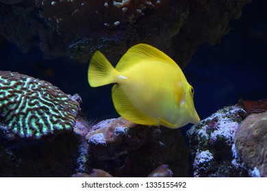 Zebrasoma is a genus of surgeonfishes native to the Indian and Pacific Oceans. They have disc-shaped bodies and sail-like fins