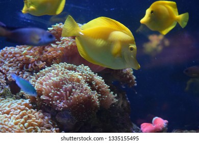 Zebrasoma is a genus of surgeonfishes native to the Indian and Pacific Oceans. They have disc-shaped bodies and sail-like fins