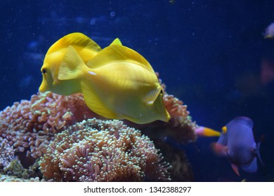 Zebrasoma is a genus of surgeonfishes native to the Indian and Pacific Oceans. They have disc-shaped bodies and sail-like fins