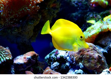 Zebrasoma is a genus of surgeonfishes native to the Indian and Pacific Oceans. They have disc-shaped bodies and sail-like fins